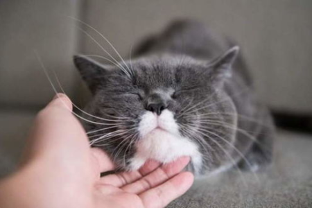 猫咪对你爱答不理？可能是这些原因造成的！