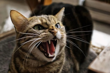 猫咪为什么能察觉到主人生气？秘密就在这些细节里！