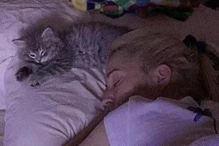 不爱叫的猫咪是什么性格？内向猫咪的习性和照顾方法