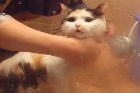 猫咪为何在主人洗澡时狂叫？猫咪叫声的秘密