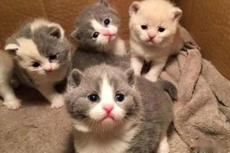 英短猫掉毛、易胖、爱生病？养英短猫前你需要考虑这些问题