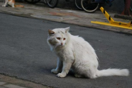 流浪猫不怕冷的秘密：生存环境与身体适应性