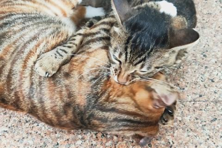 野猫之间为什么总打架？看完你就懂了