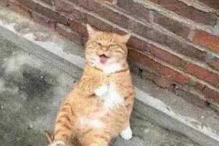 橘猫为什么会被送人？背后真相令人心酸