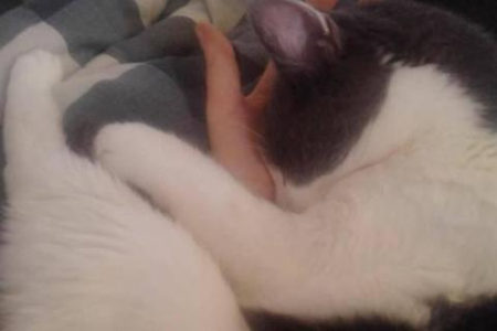 为什么我的猫会全身发抖并发出叫声？