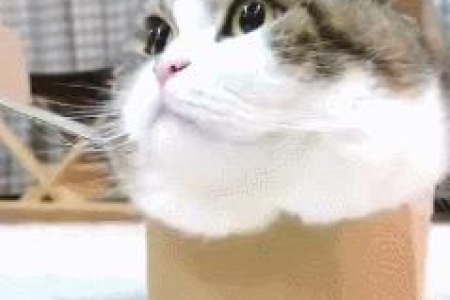 为什么猫会有胡子？带你了解猫胡子的秘密！