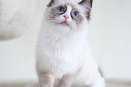 布偶猫认主年龄是多久？影响因素有哪些？