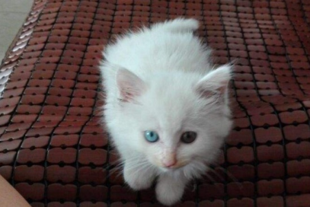 狮子猫为什么这么粘人？揭秘猫咪粘人背后的秘密！