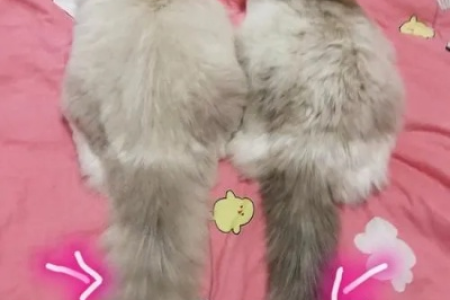 养布偶猫选公猫还是母猫？新手必看！公母区别大揭秘！