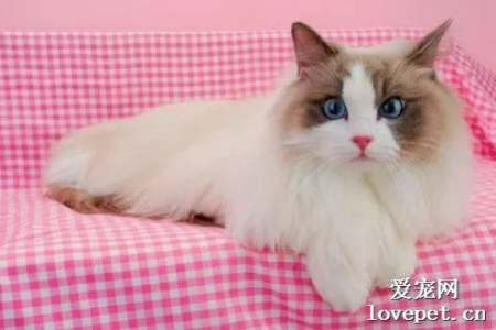 布偶猫咬人怎么办？教你几招有效教育方法