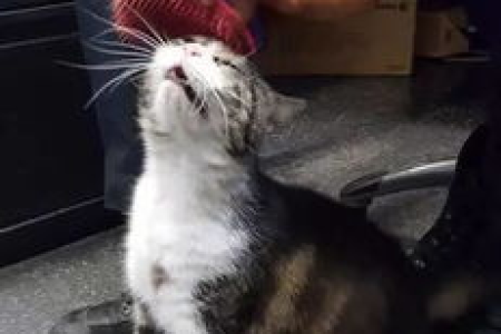 流浪猫不抓老鼠是为什么？如何改变这种状况？