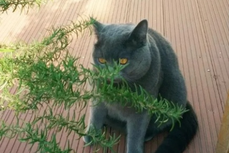蓝猫爱吃树叶是缺营养吗？猫咪食叶行为的科学解读