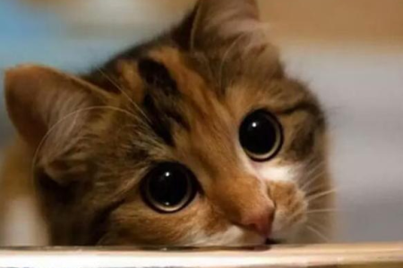 猫总是盯着你看？是爱是恨还是好奇？