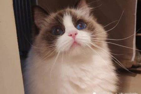 猫咪暗中观察你的原因是什么？铲屎官必看！