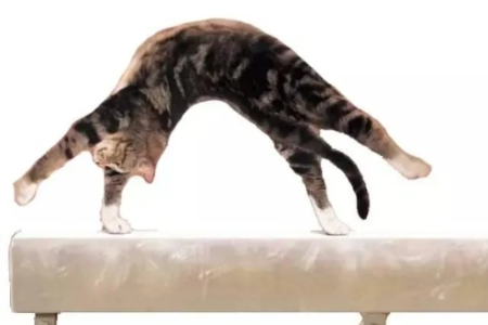 猫咪的平衡大师：深度解析猫为什么能四脚着地