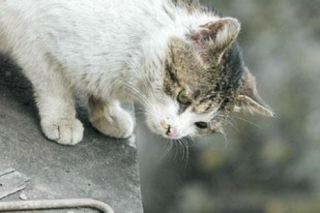 猫为什么从高处掉下总是脚先着地？科学解释猫的“猫式着陆”