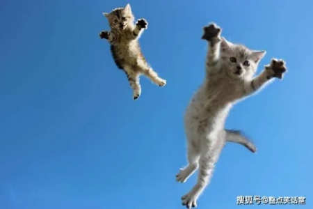 猫咪两腿着地是为什么？原来这背后有玄机