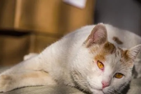 家里小猫突然死亡了，怎么回事？猫咪猝死原因及预防措施