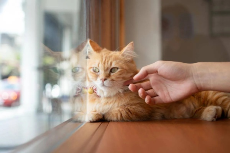 橘猫为什么这么怕人？探索橘猫胆小的遗传与环境因素