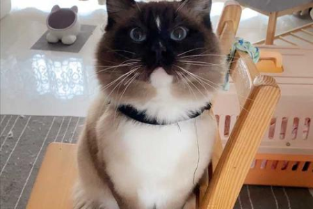 橘猫为什么这么能吃还不生病？深度解析橘猫体质