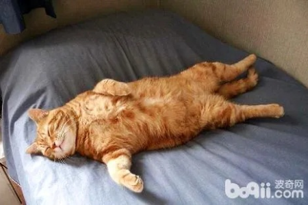 橘猫一天睡多久才算正常？爱睡觉的橘猫是病了吗？