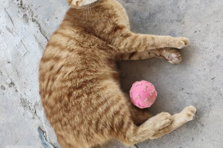 橘猫总是粘着人是怎么回事？揭秘橘猫粘人小秘密