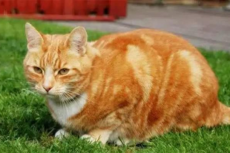 橘猫肥胖的秘密：基因、性别和后天因素的综合作用