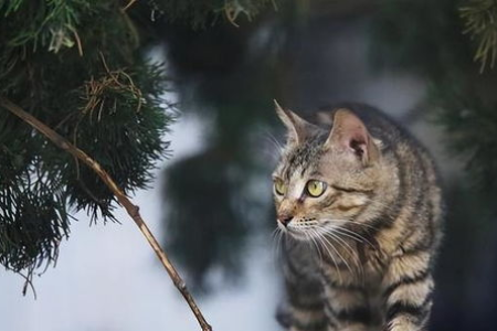 狸花猫为什么那么凶？揭秘狸花猫凶猛背后的真相！
