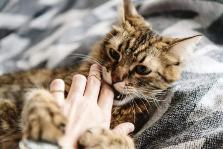 狸花猫咬人怎么办？教你如何避免猫咪攻击