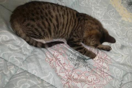 狸花猫不停叫的原因及处理办法，一看就懂