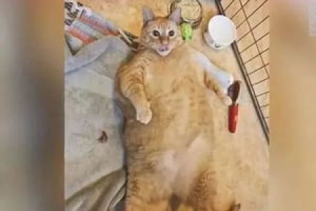 橘猫为什么被称为“橘猪”？这和它们的体型有关系吗？