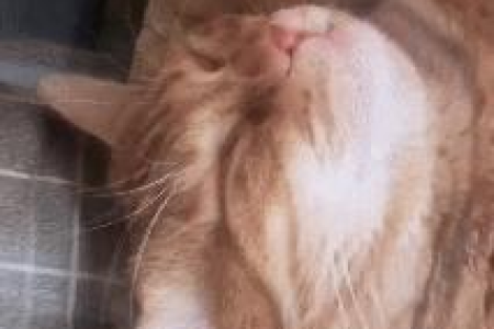 为什么有些橘猫脸很尖？猫咪脸型与品种、营养的关联