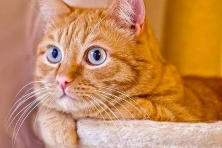 为什么那么多猫都叫橘猫？橘猫名字的由来及含义