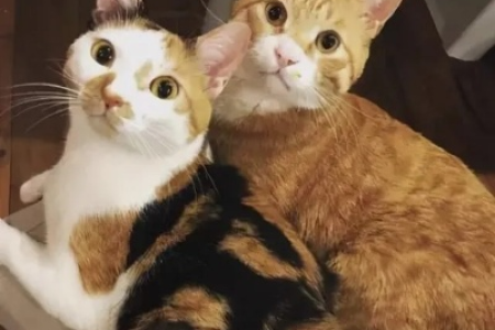 十橘九公是真的吗？揭秘橘猫性别比例的秘密