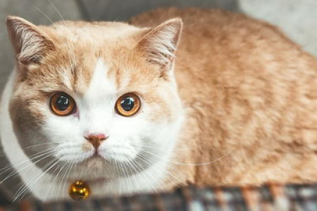 橘猫黄眼睛的秘密：基因、品种和环境的影响