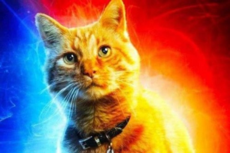 噬元兽：这只橘猫为何拥有如此强大的能力？