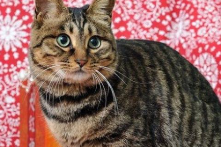 杂交猫长得像狸花猫？基因的奇妙作用！