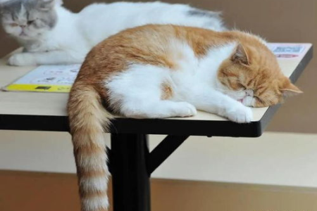 怎样撸猫才让猫咪舒服？5个撸猫技巧，轻松俘获猫咪芳心！