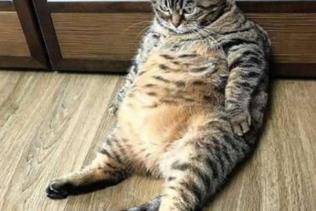 狸花猫头小是正常现象吗？如何判断猫咪是否健康？