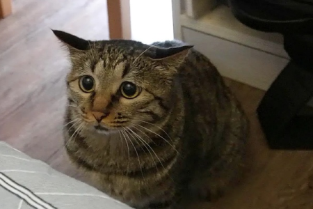 狸花猫可爱到犯规！盘点狸花猫的那些萌点瞬间！
