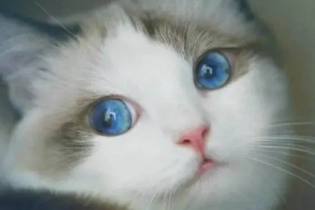 想知道布偶猫眼睛啥时候变蓝？看完这篇就懂了！