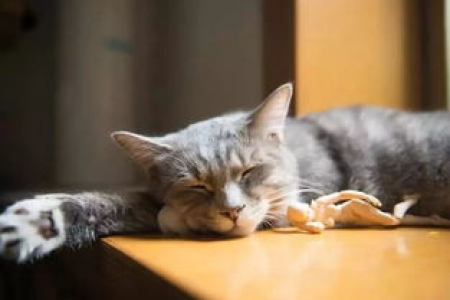 不认识的猫在门口叫？看看这几种原因分析