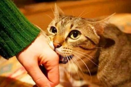 猫突然咬住衣袖不松手，是为啥？解读猫咪行为