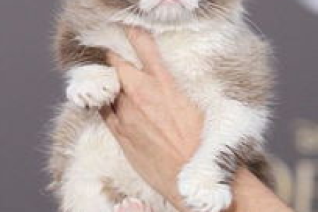 解读猫嫌贫爱富的迷思：宠物与人心的距离