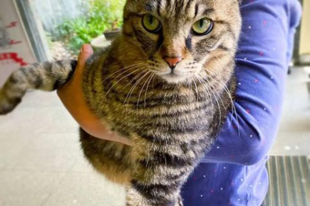 狸花猫不撒娇的秘密：独立个性还是另有隐情？