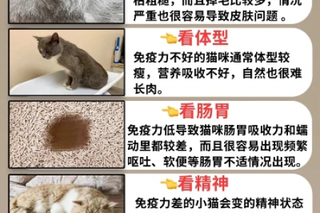 养猫养狗能提高免疫力？看看这些研究结果
