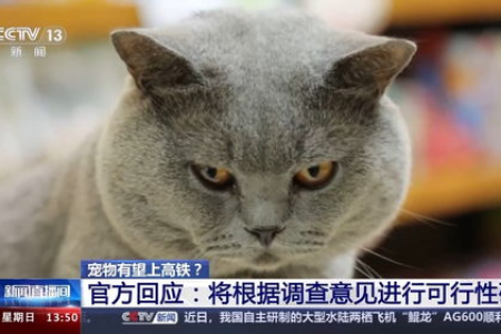 高铁允许携带宠物猫吗？高铁宠物托运指南
