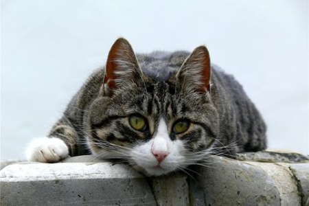猫咪总是用头蹭你？这背后隐藏的秘密是什么？