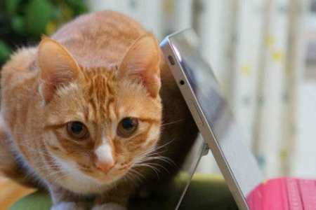 紧急！家里没猫砂了，猫咪怎么办？速看应急妙招！