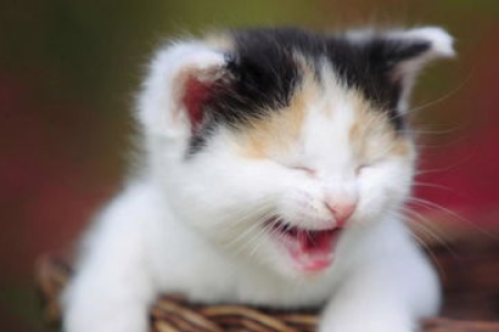 便宜又好养的猫咪推荐：300元以下就能拥有